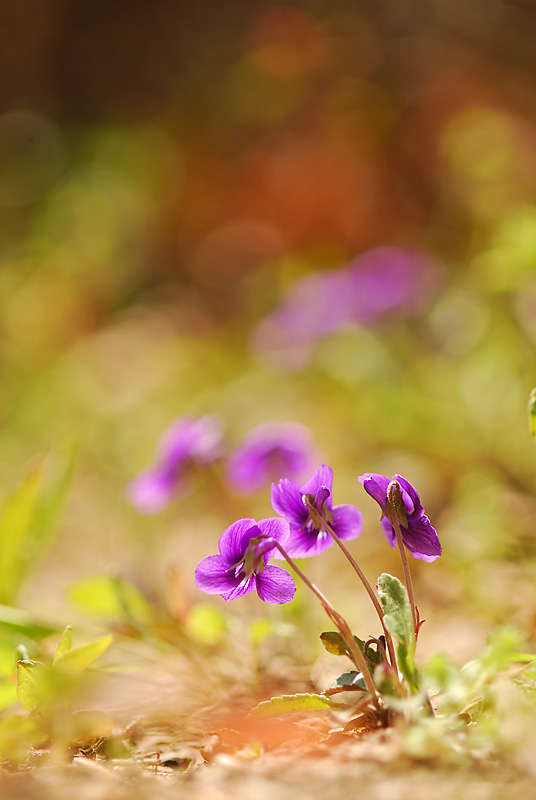 DSC_0146-1.jpg