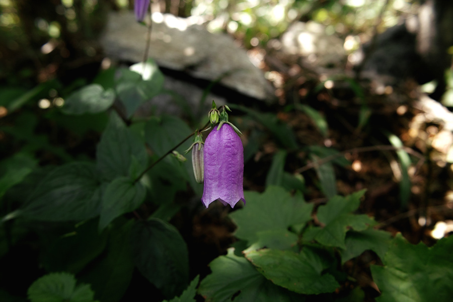 SDIM0046.jpg