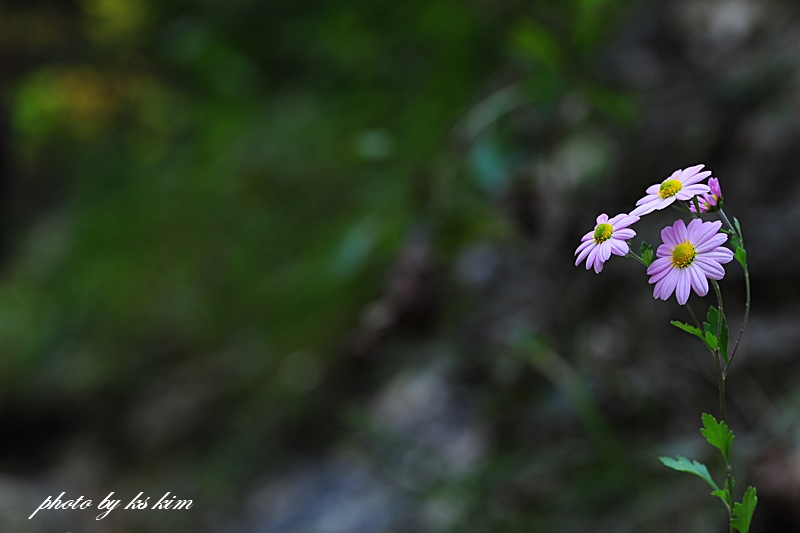 DSC_1570.jpg