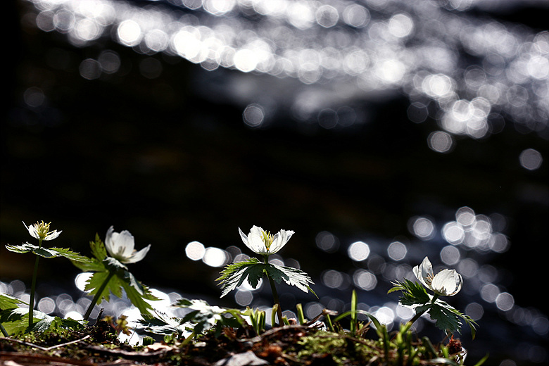 0904014 344a.jpg