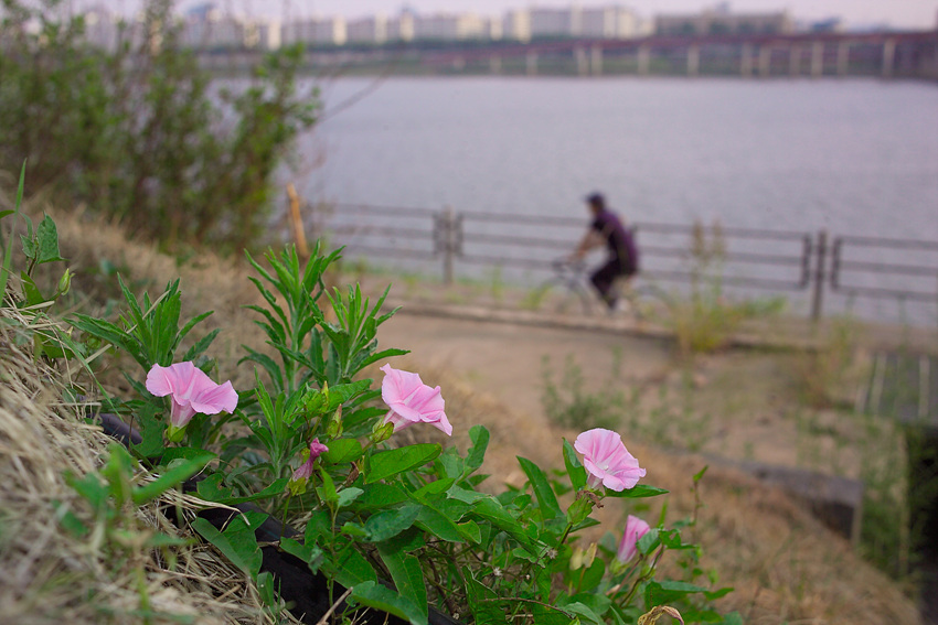 메꽃G5HJ2584.jpg