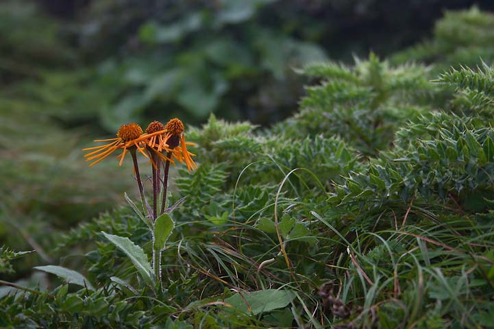 산솜방망이1.jpg