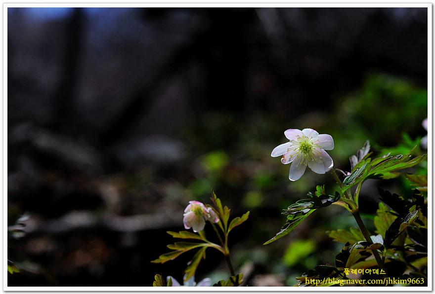 DSC_1296.jpg