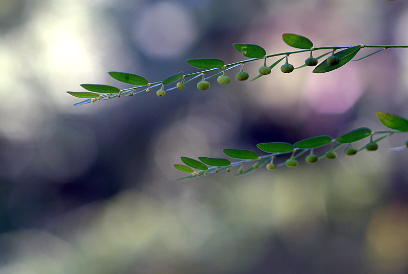 DSCF0158-1.jpg