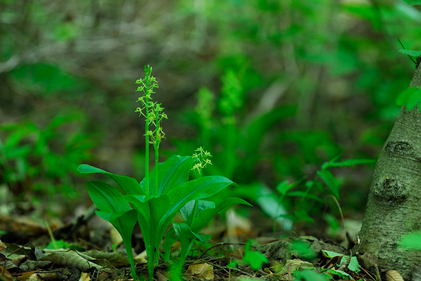 DSC_8749-1.jpg