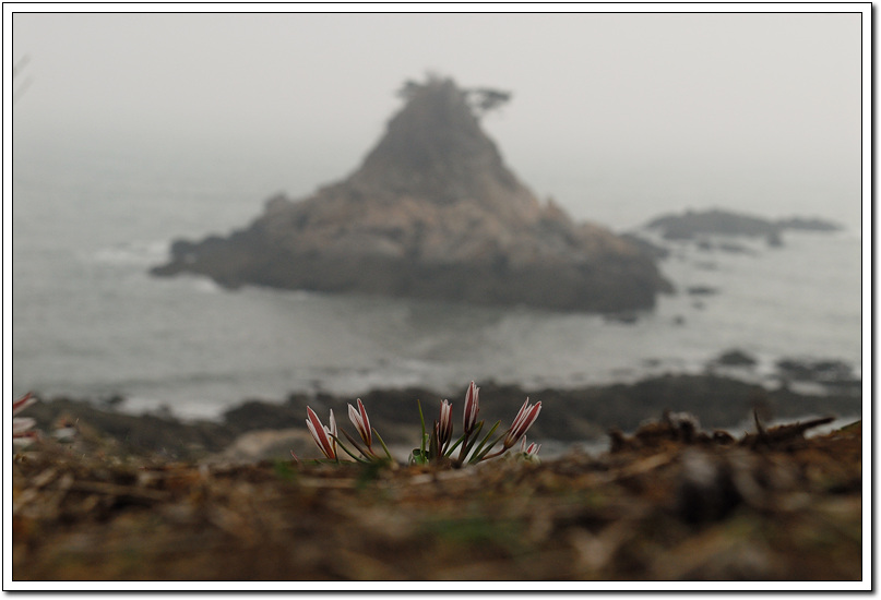 산자고2.jpg