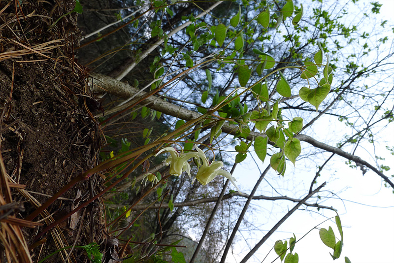 20130504-L1060483.jpg