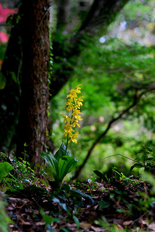 DSC_0519-1.jpg
