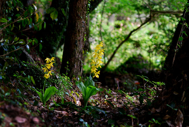 DSC_0534-1.jpg