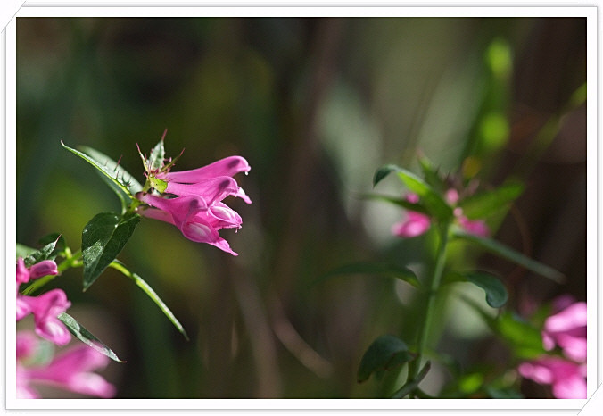 DSCF4103.jpg