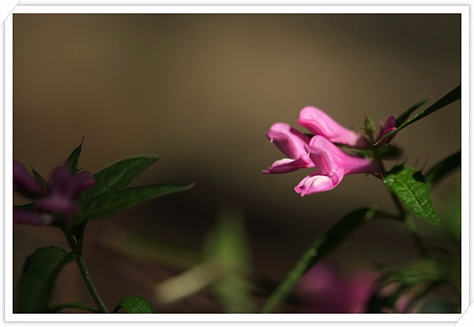 DSCF4136.jpg