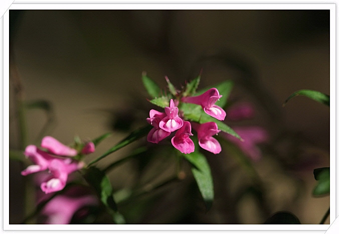 DSCF4072.jpg