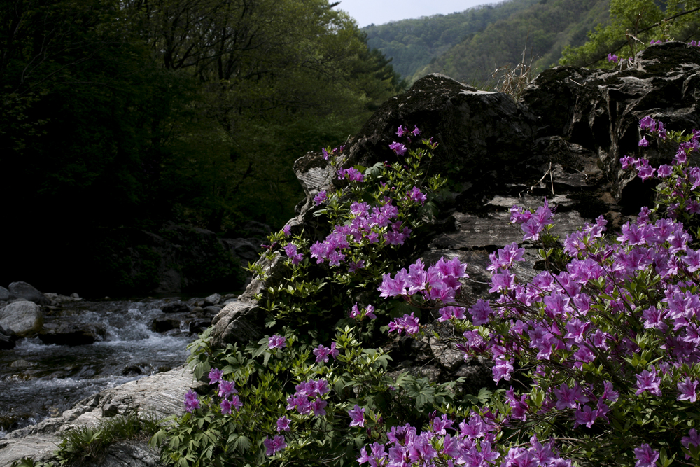 산철쭉1.jpg