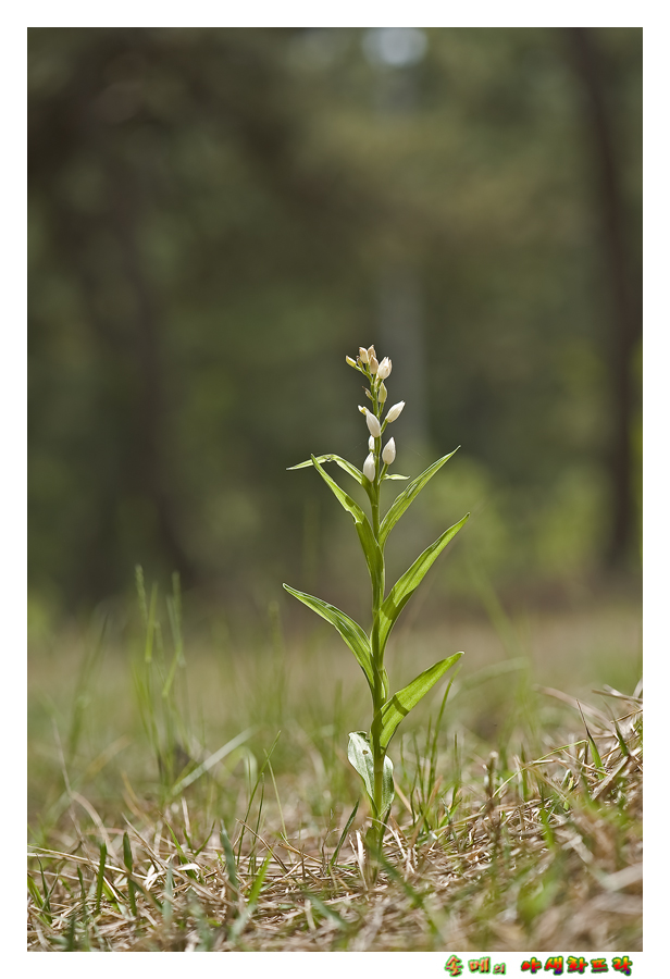 DSC_2811-1.jpg