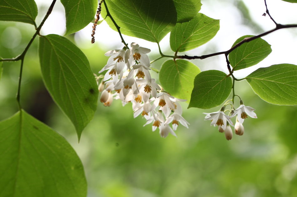 쪽동백1_2013_05_26_0071.JPG