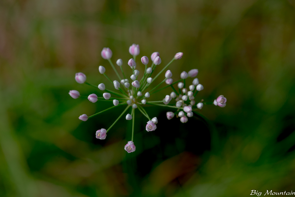 _DSC7527.jpg