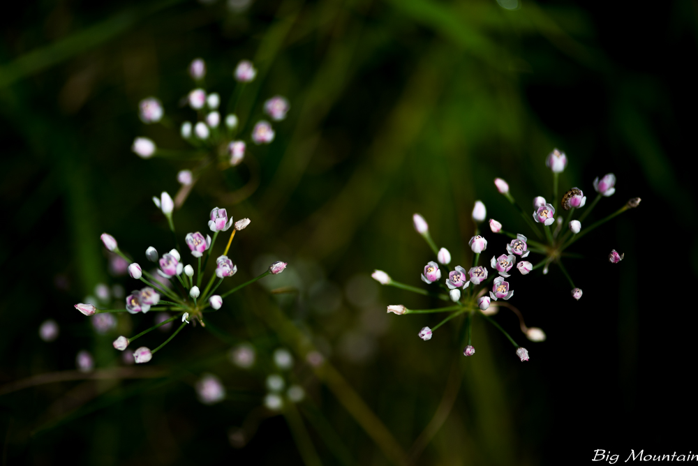 _DSC7551.jpg