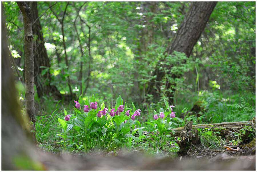 DSC_9983.jpg