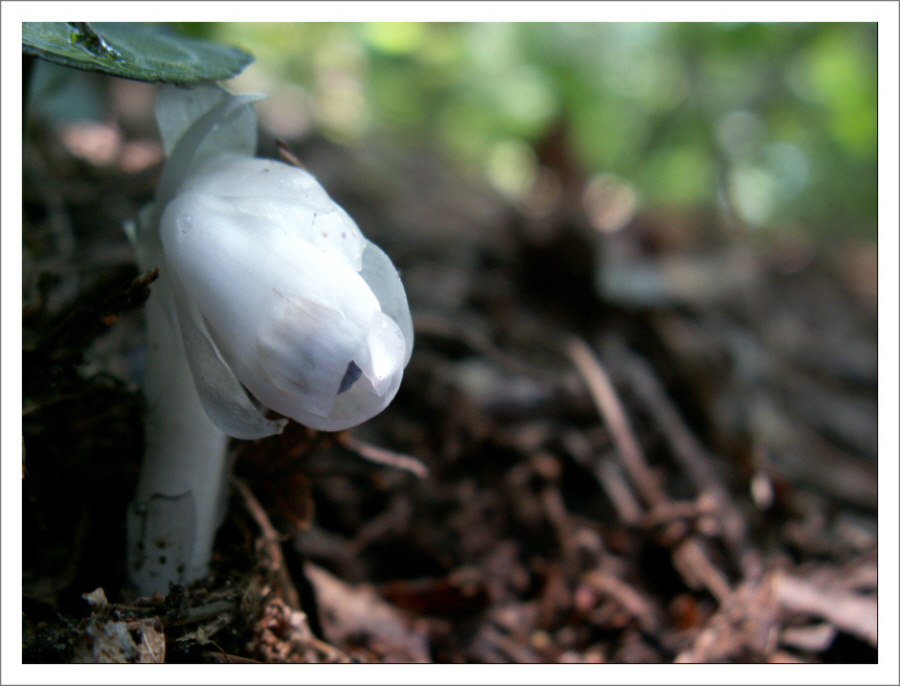 PICT0096.JPG