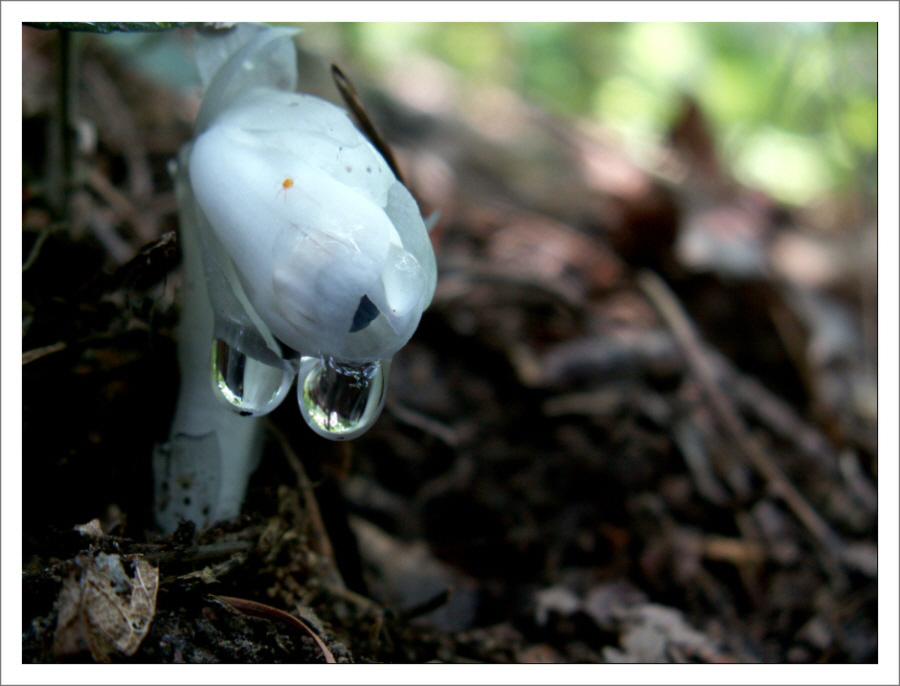 PICT0085.JPG