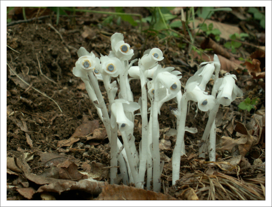 PICT0090.JPG