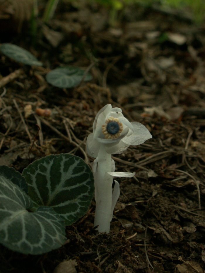 PICT0079.JPG