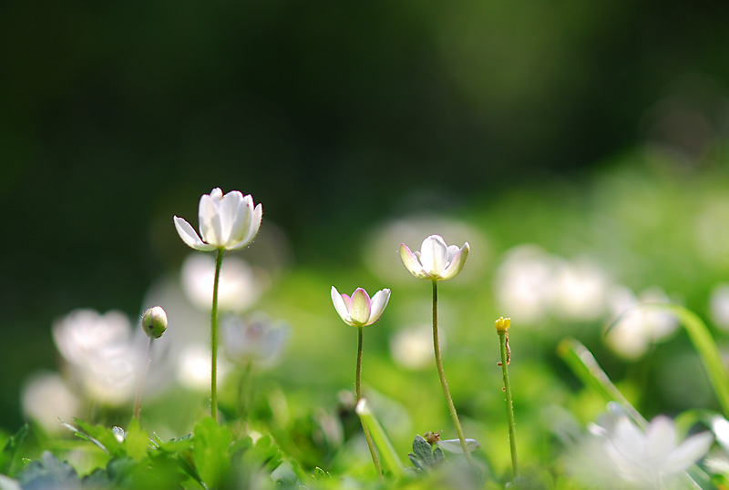 남방바람꽃(제주도).jpg