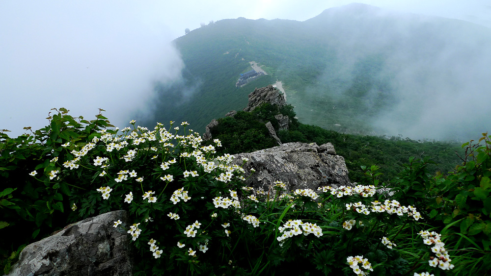 바람꽃(설악산).jpg