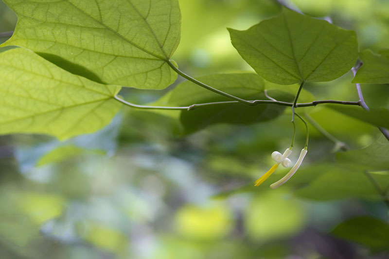 20130615_0058a-1.jpg