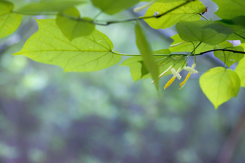 20130615_0008a-1.jpg