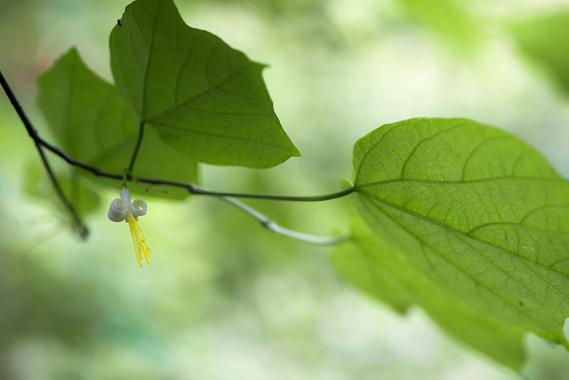 20130615_0019a-1.jpg
