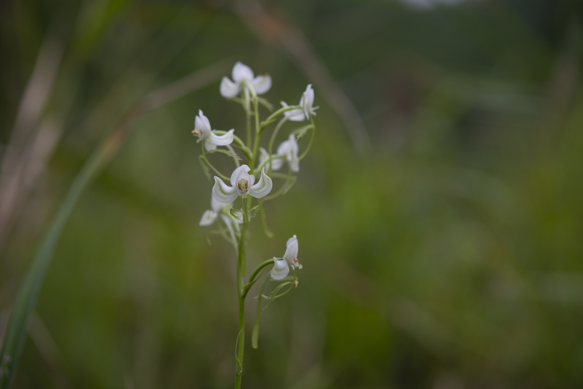 DSC_2640.jpg