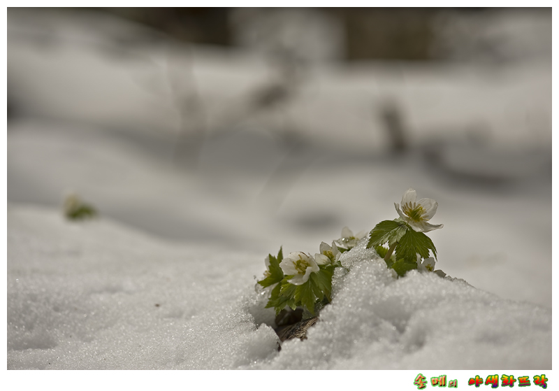 DSC_1965-1.jpg