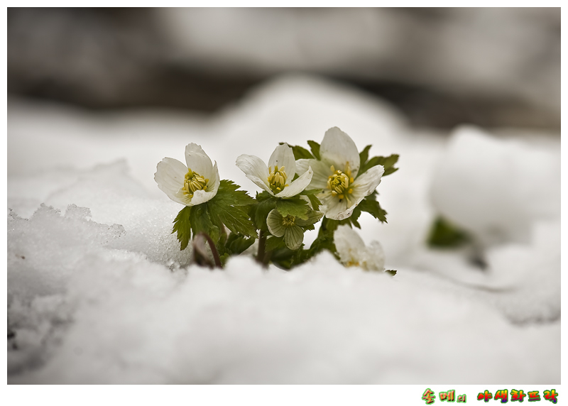 DSC_1989-1.jpg