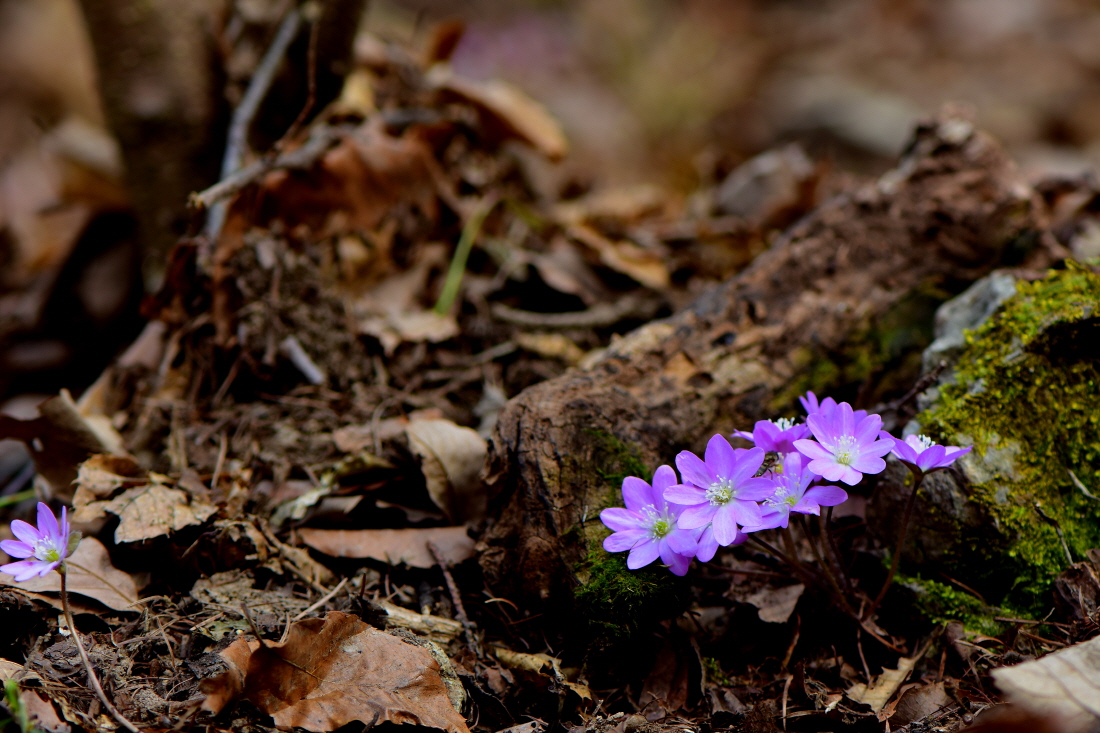 DSC_9333.JPG
