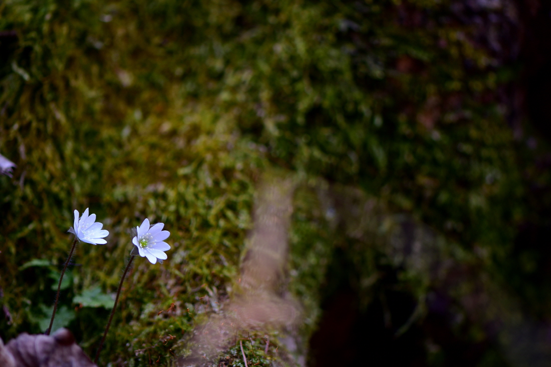 DSC_9285.JPG
