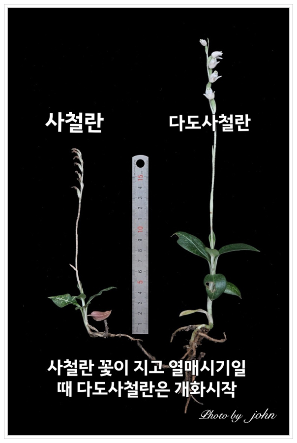 다도사철란6.jpg