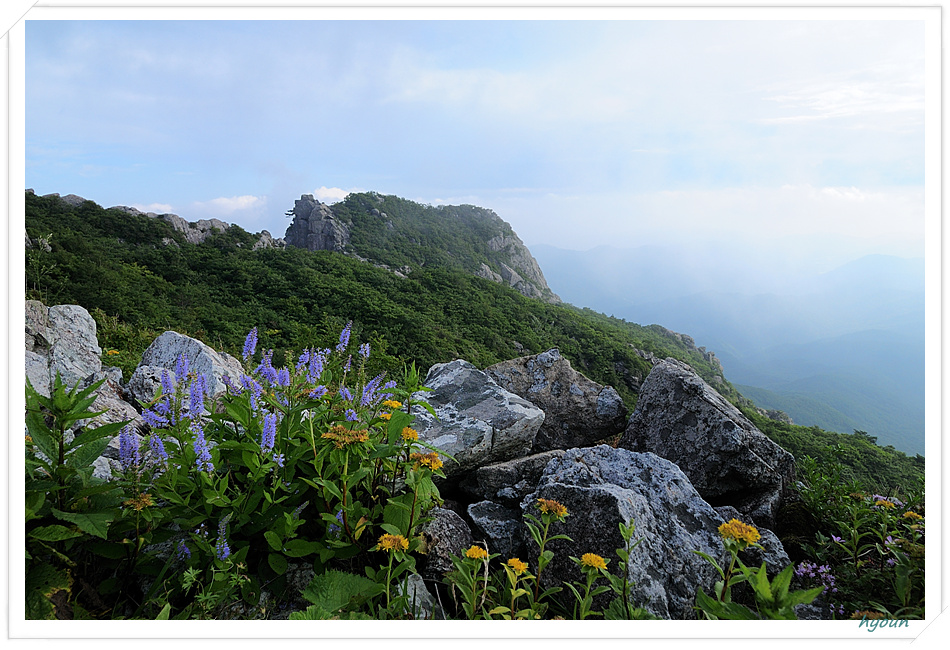 산꼬리풀_0229.jpg