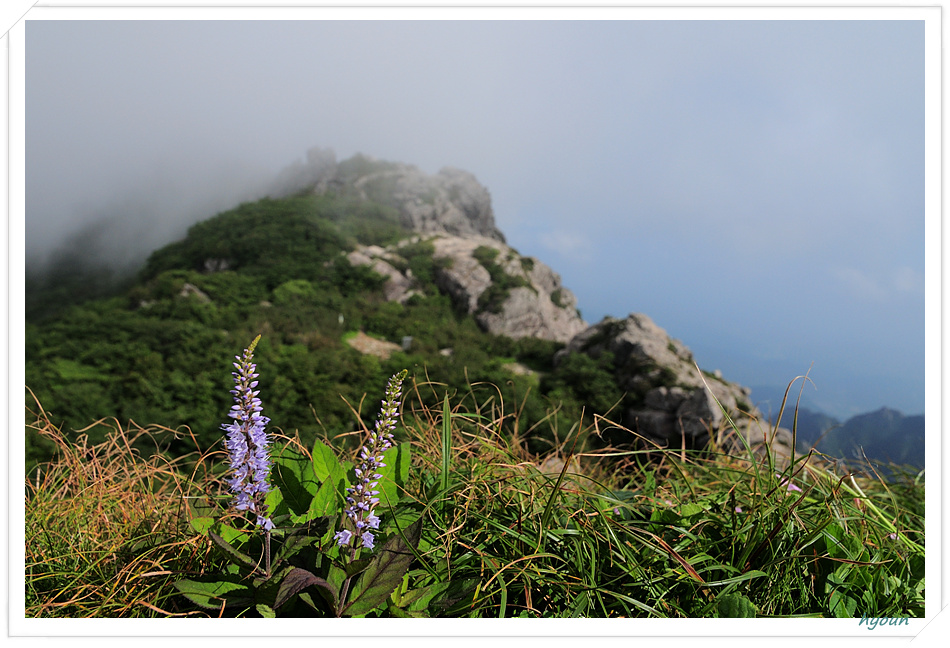 산꼬리풀_0019.jpg