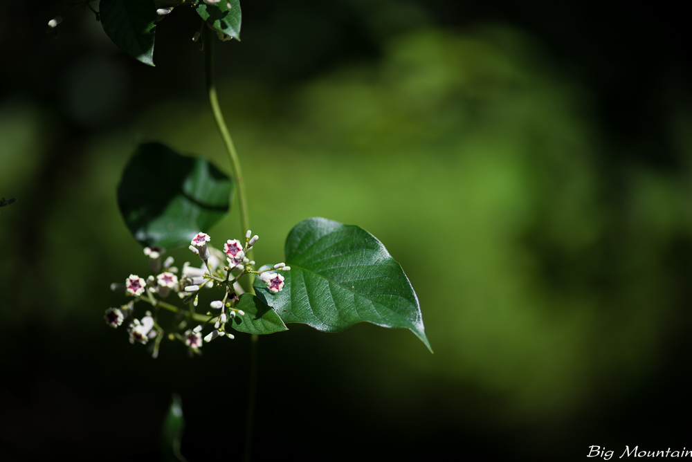 _DSC7633.jpg