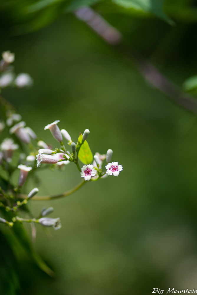 _DSC7654.jpg