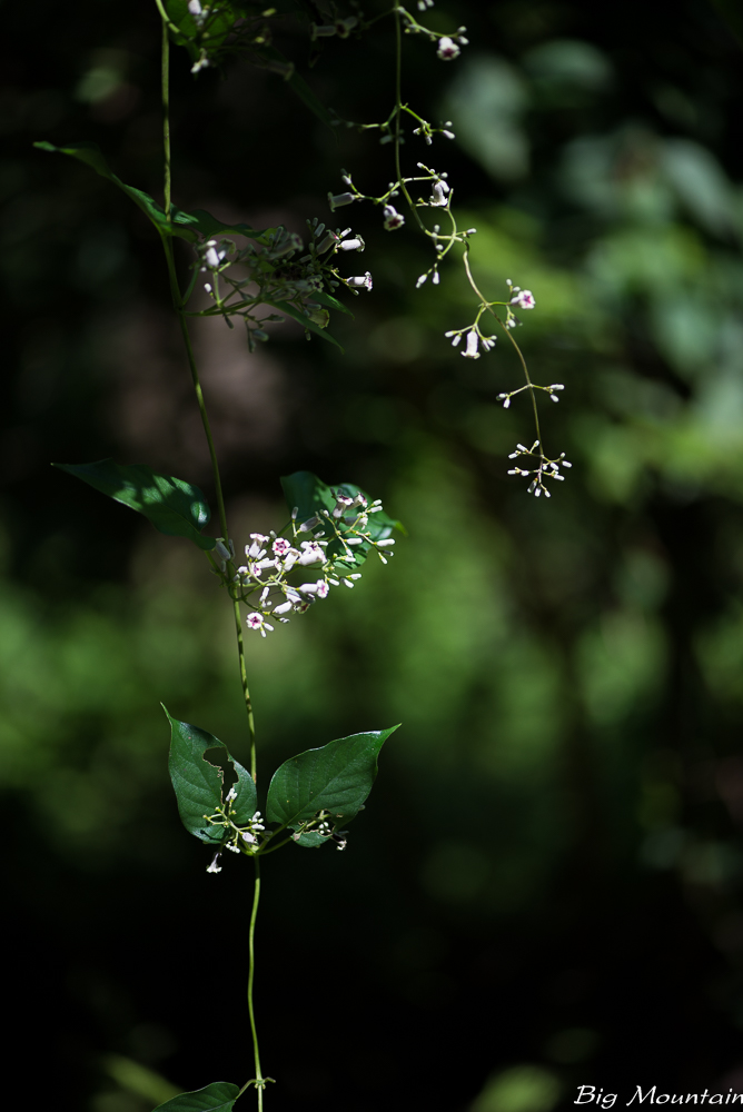 _DSC7626.jpg