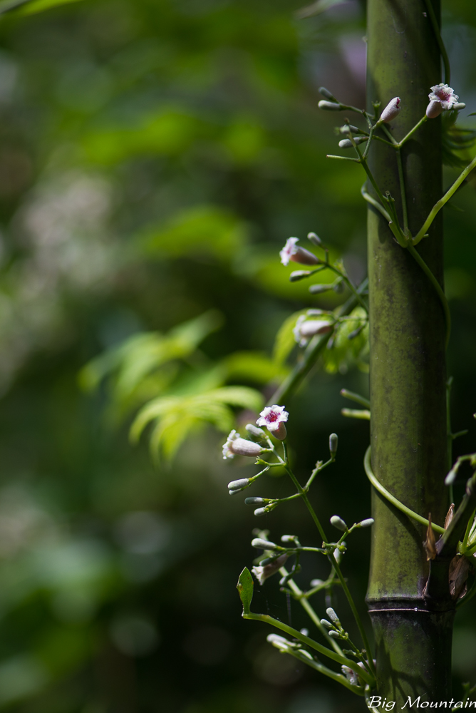 _DSC7659.jpg