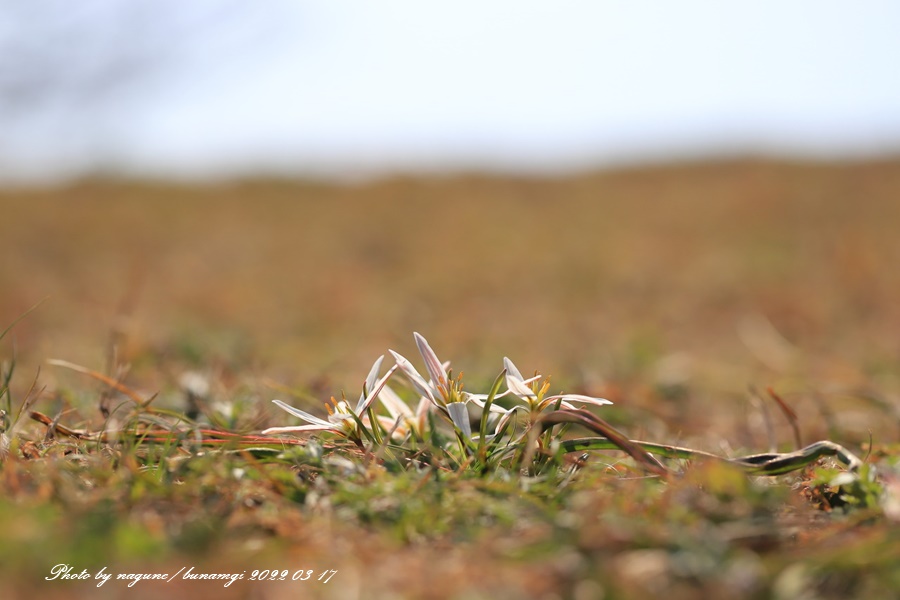 산자고1.jpg