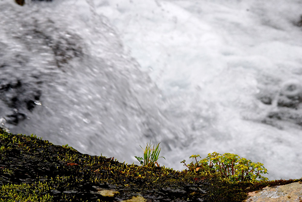 DSC_0306-1.jpg