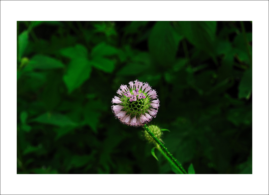 DSC_6583.jpg