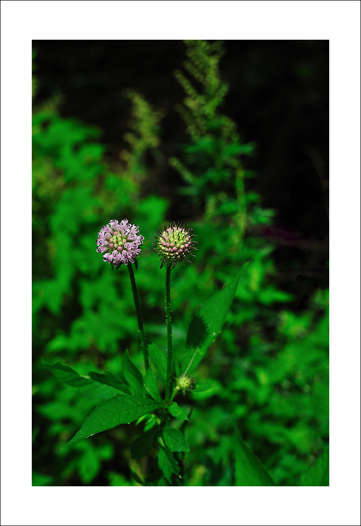 DSC_6510.jpg