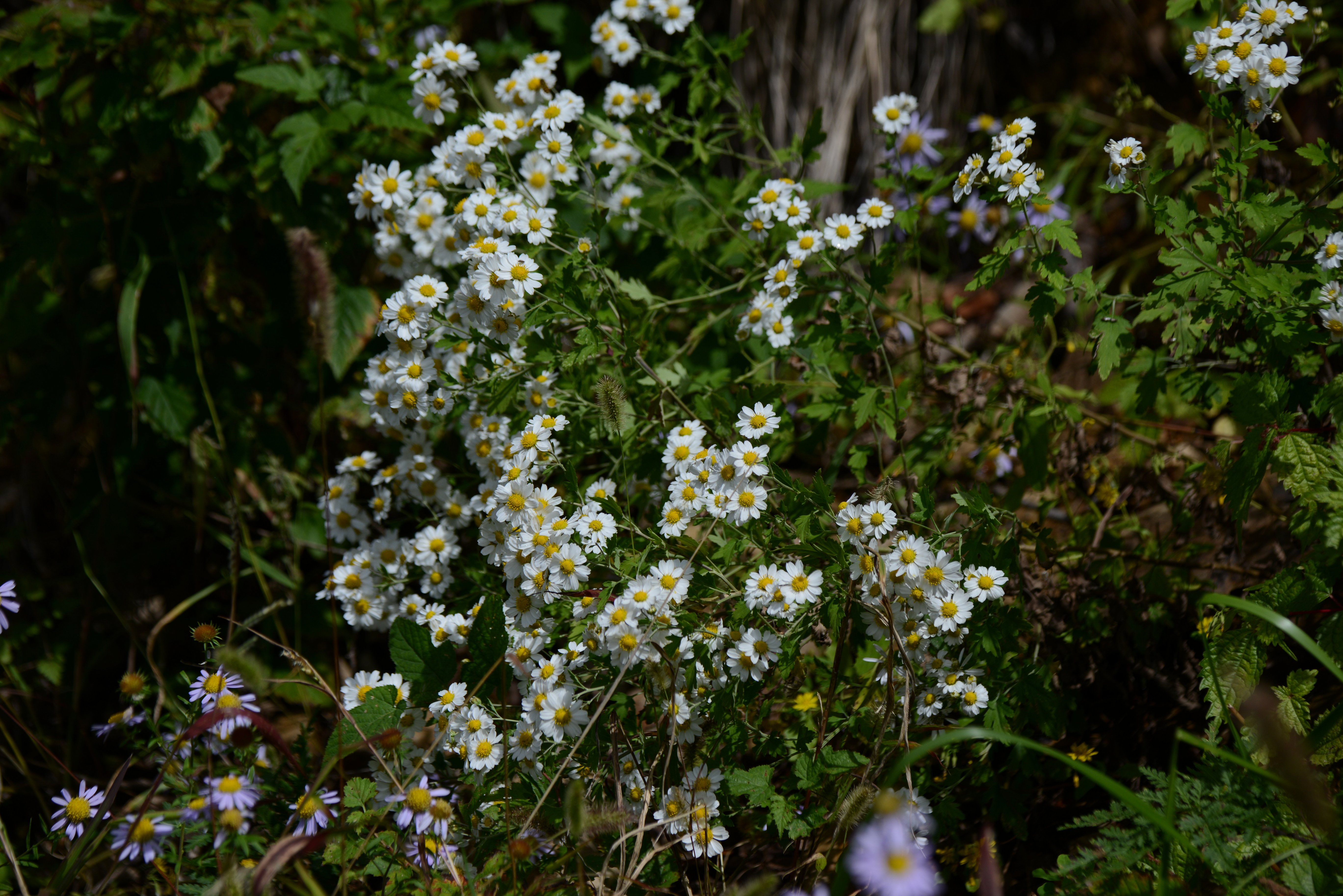 DSC_8461.JPG