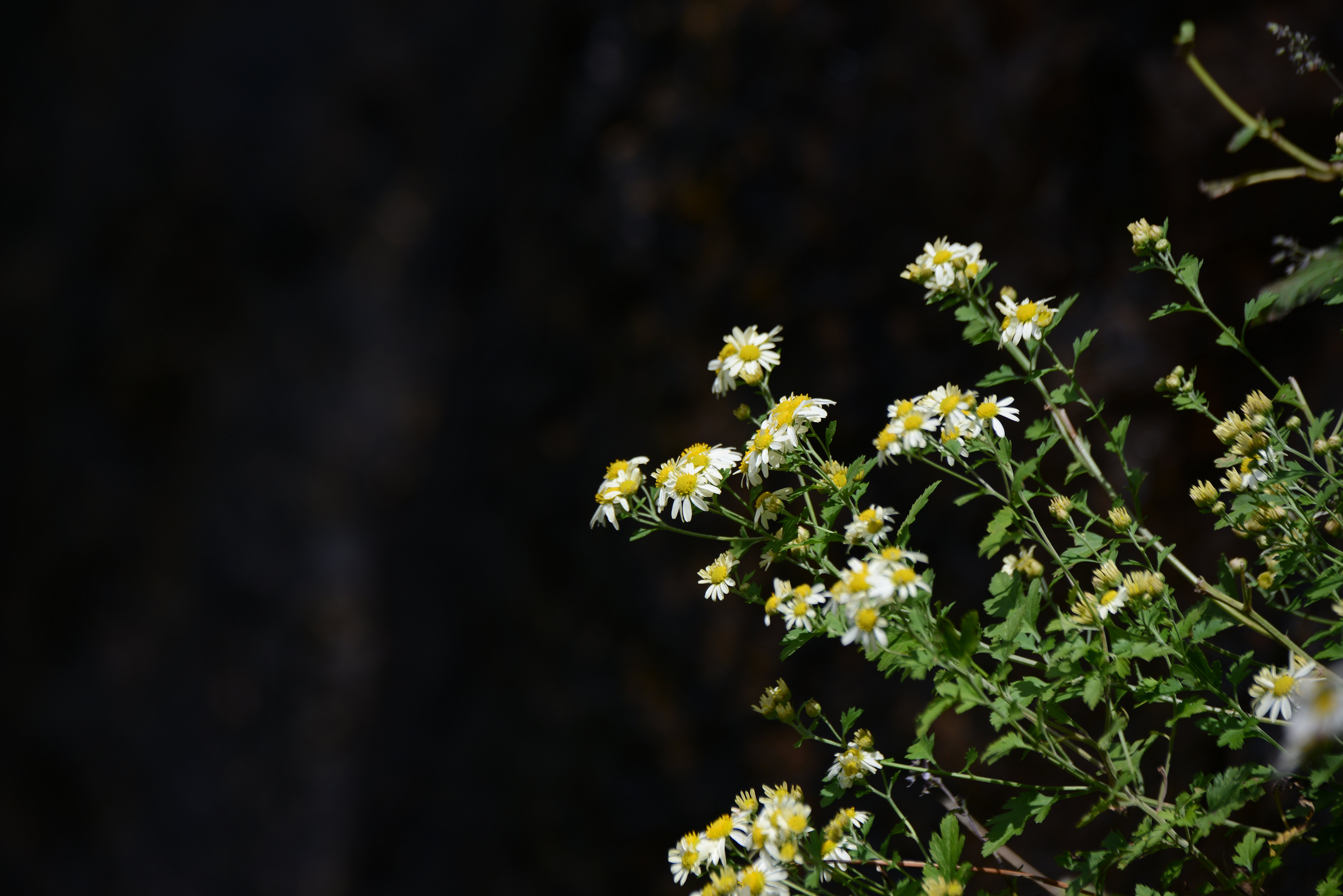 DSC_8437.JPG