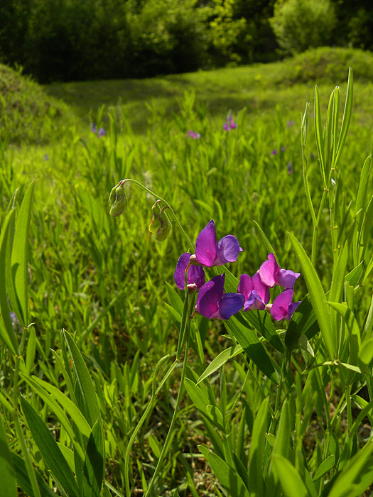 DSCN2511.jpg